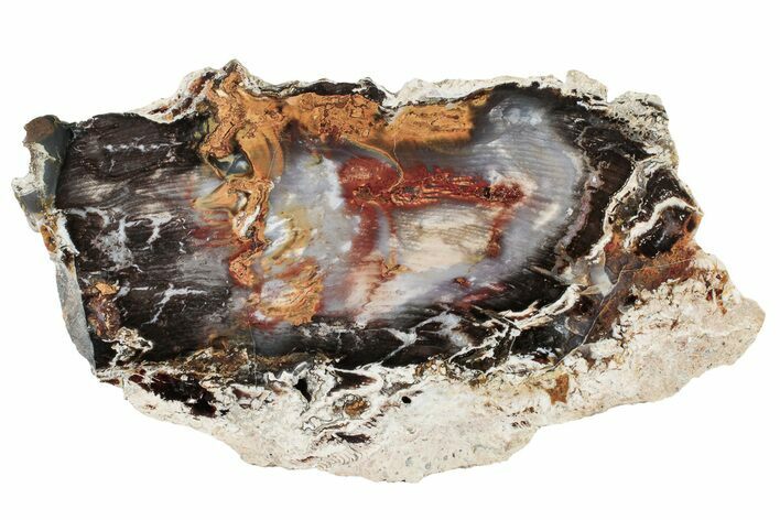 Colorful Hubbard Basin Petrified Wood Slab - Nevada #305093